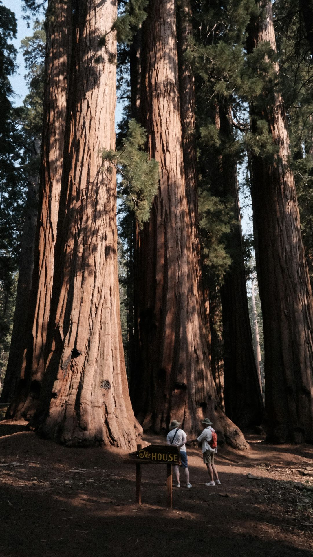 A couple of people standing in front of a large tree